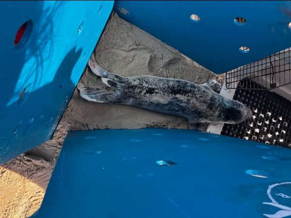 young grey seal in carrier